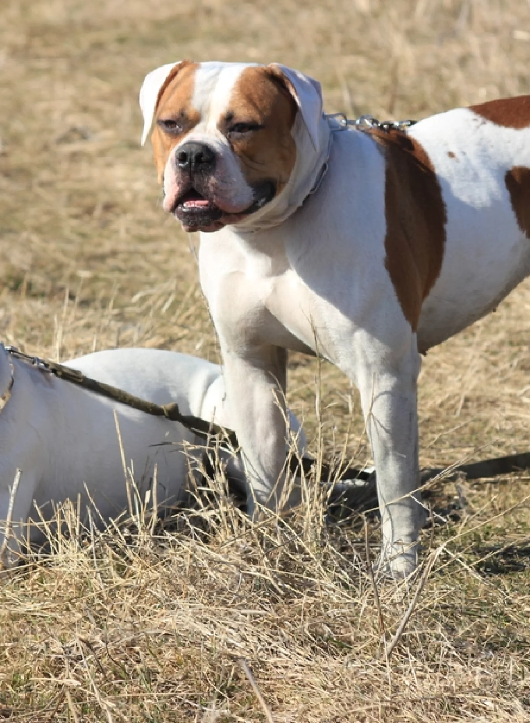 shutterstock_595068038